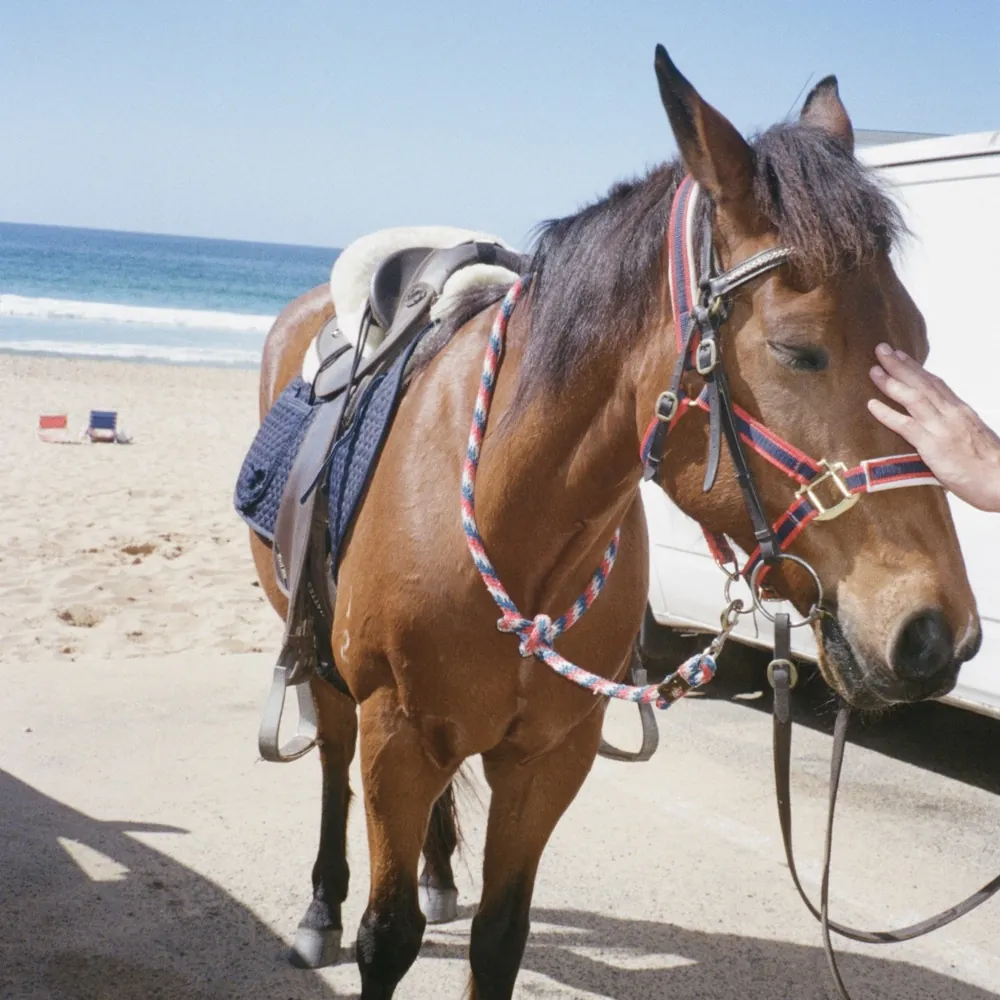 A horse on the sand beside a parked car, from the No Parks video